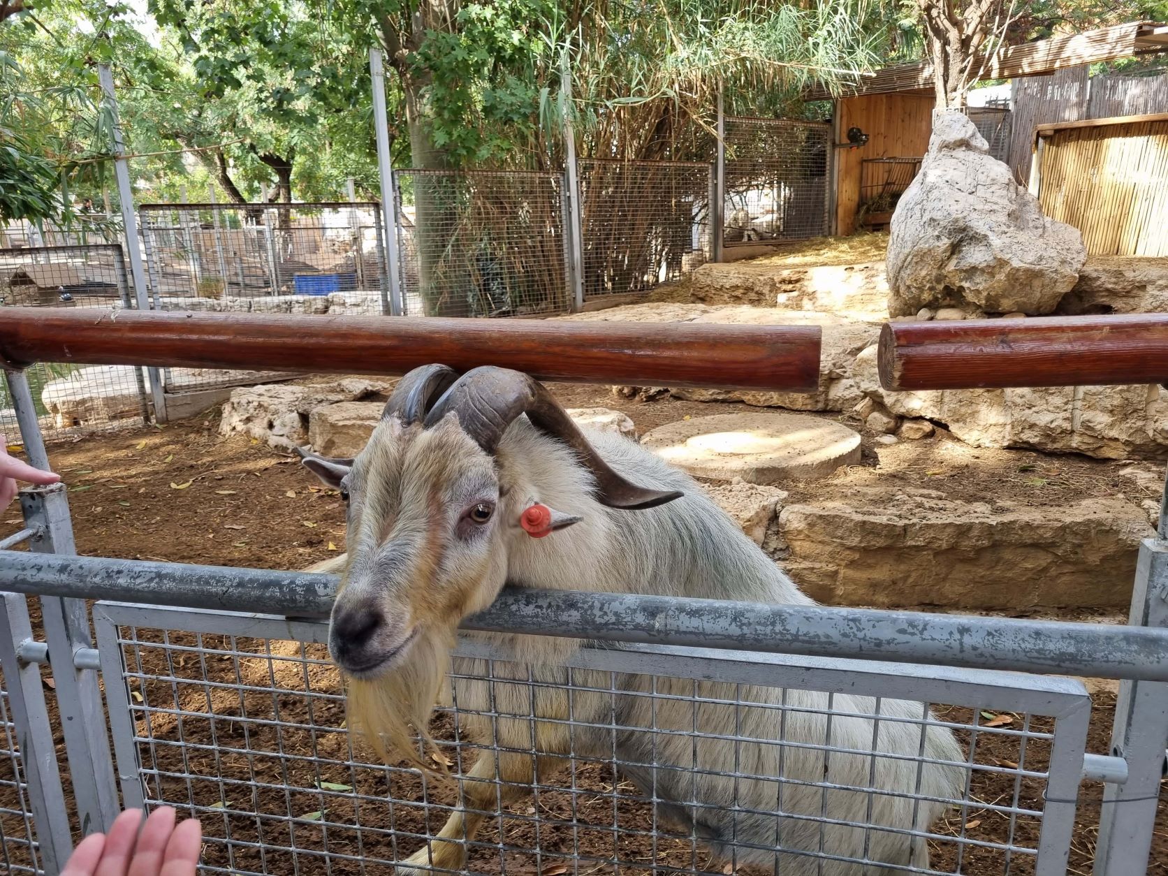 גן החי פתח תקווה