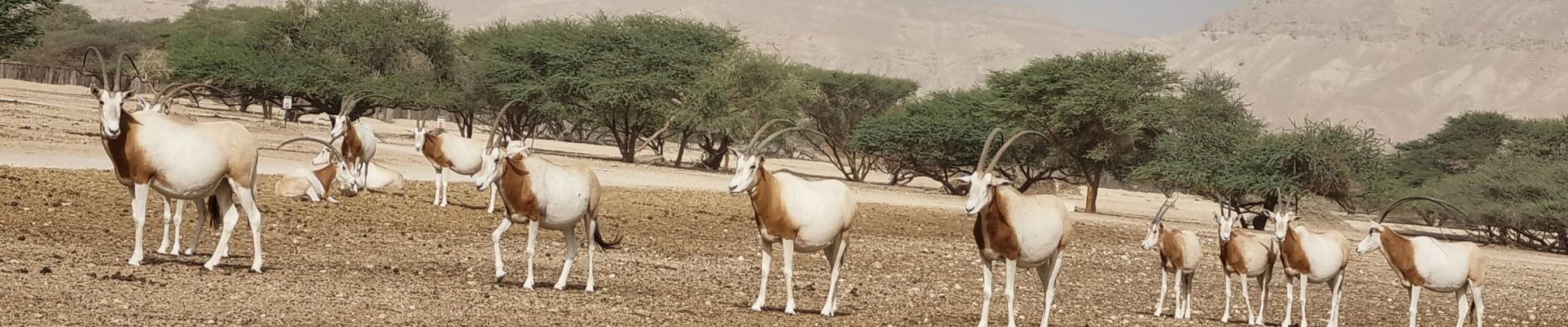 מה עושים עם הילדים באילת